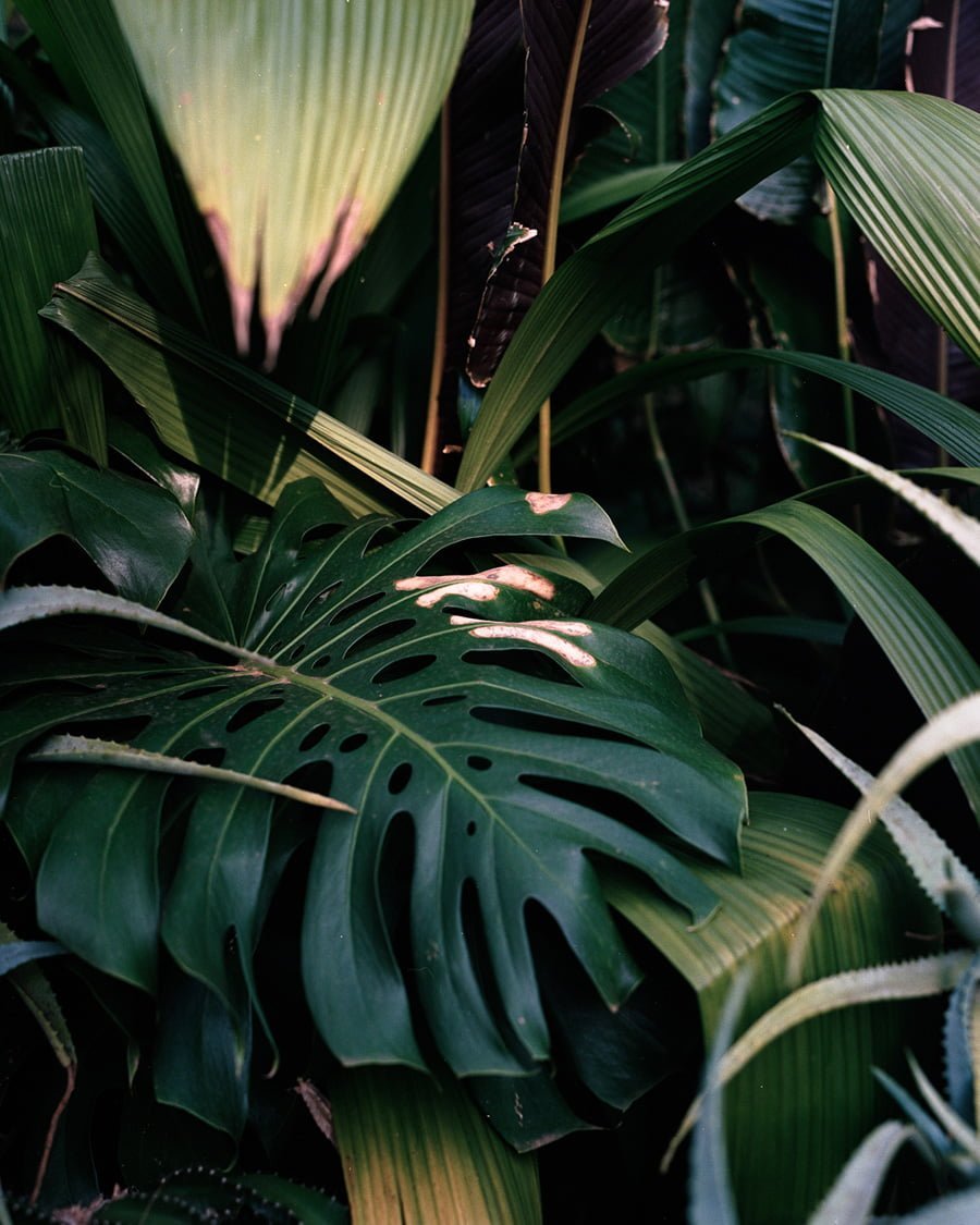 Felipe Abreu - 1 - LOSTINTHEPARADISE-1