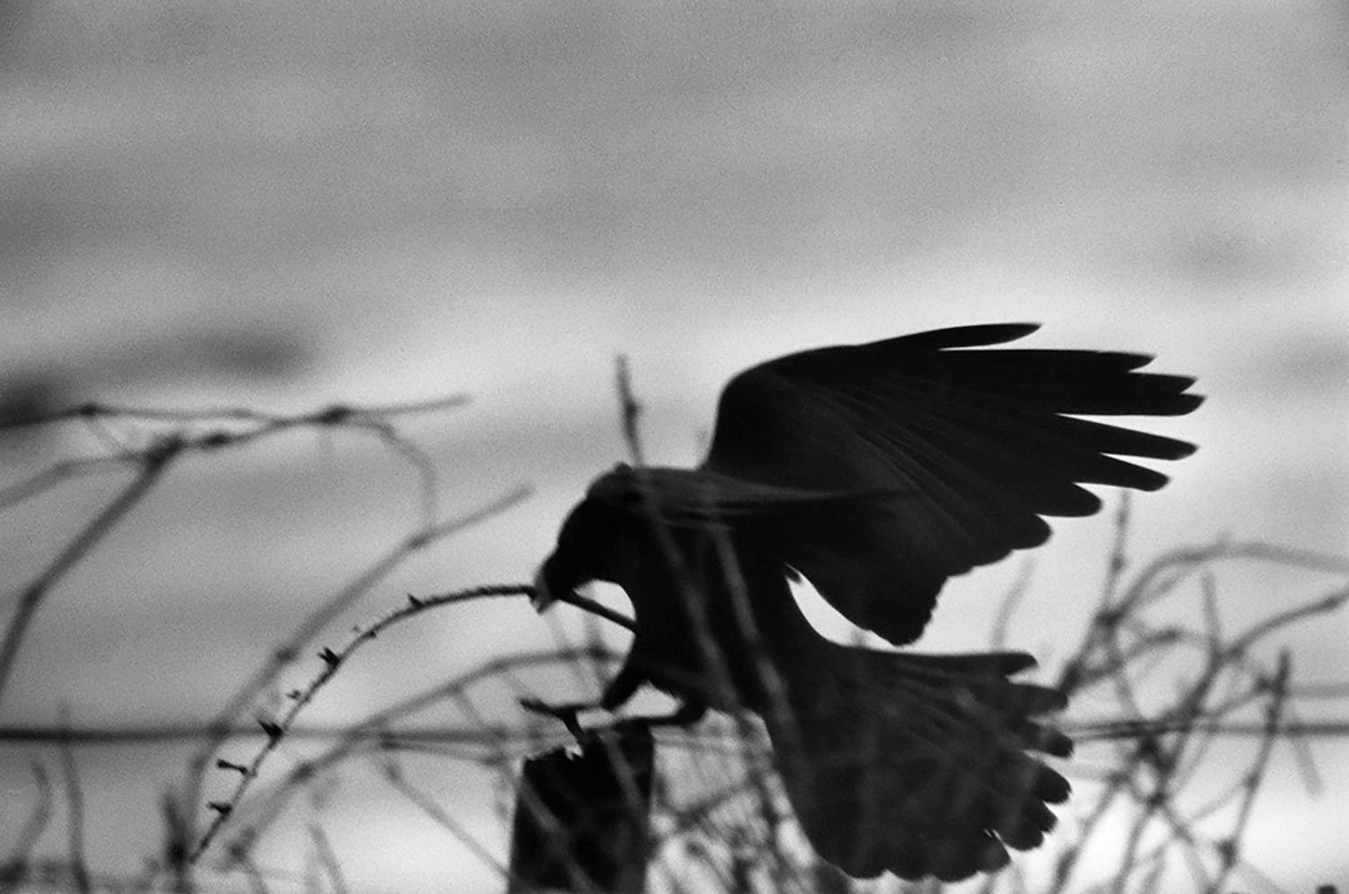 Masahisa Fukase